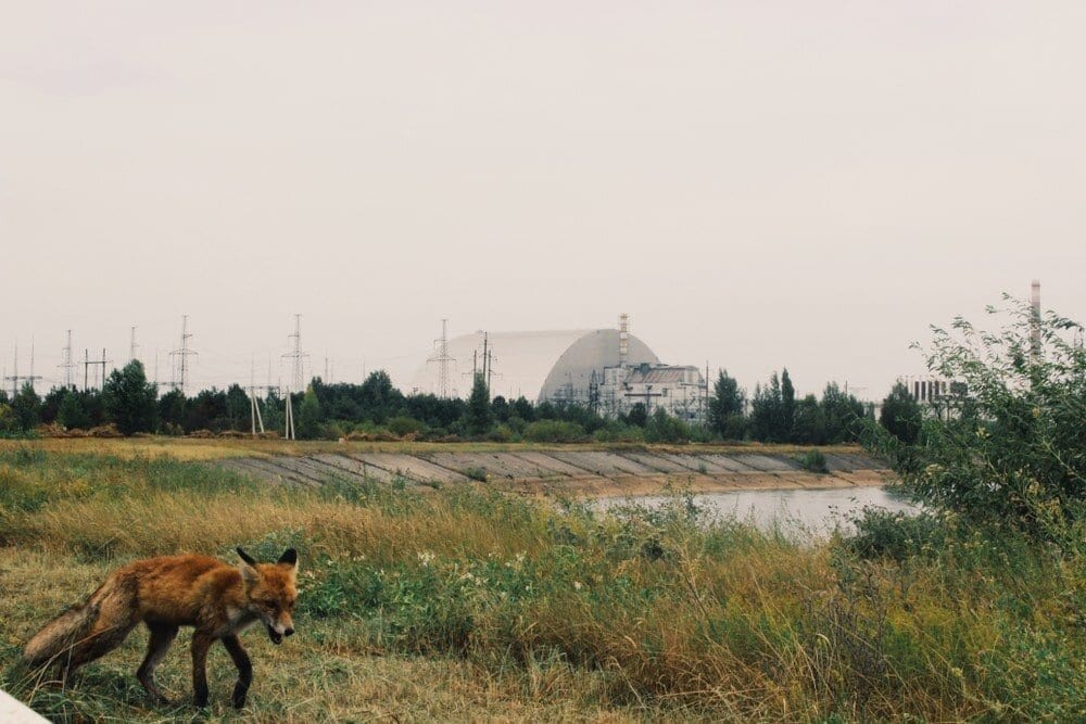 Chernobyl zorro